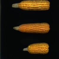 CIMMYTMA 5002 BRAZ 2162 AF20A-0903-71 E1.jpg