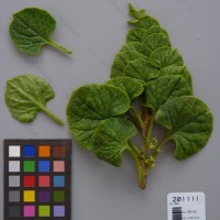 CIP 201111 Herbarium