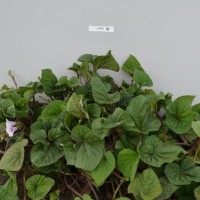 CIP 400455 (plant).jpg