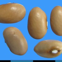G52323 seed.jpg