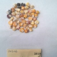 CIMMYTMA 3650 - Reference Inventory.jpg