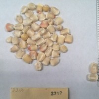 CIMMYTMA 2317 - Reference Inventory.jpg