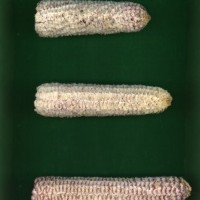 CIMMYTMA 5657 CUBA 67 AF17A-0903-114 C.jpg