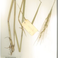 IRGC 92703 Herbarium