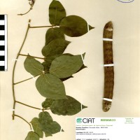 9330 herbarium