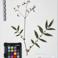 CIP 761164_OCHS 11007_13.jpg