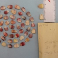 CIMMYTMA 6119 - Reference Inventory.jpg