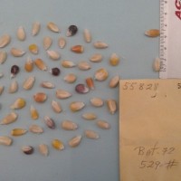 CIMMYTMA 5582 - Reference Inventory.jpg