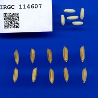 IRGC 114607 Seed Photo