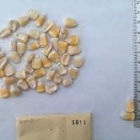 CIMMYTMA 1611 - Reference Inventory.jpg