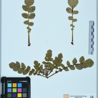 200119_OCH 11603 CIP 761024.JPG