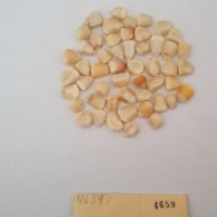 CIMMYTMA 4659 - Reference Inventory.jpg