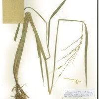 IRGC 89106 Herbarium