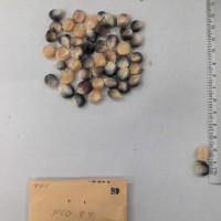 CIMMYTMA 89 - Reference Inventory.jpg