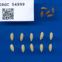 IRGC 54999 Seed Photo