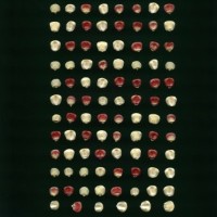 CIMMYTMA 938 NICA 110 AF18A-0903-82 K.jpg