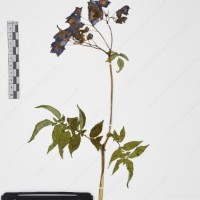 CIP 765705_RPSP 017_07.jpg