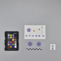 CIP765958_RPSP 282_F.JPG