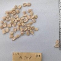 CIMMYTMA 533 - Reference Inventory.jpg