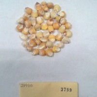CIMMYTMA 3799 - Reference Inventory.jpg
