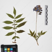 CIP 765709_RPSP 021_03.jpg