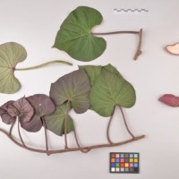 CIP 400392 (full plant).jpg