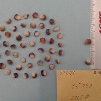 CIMMYTMA 5266 - Reference Inventory.jpg