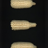 CIMMYTMA 21619 PAZM 09042 AF23A-0903-102 E1.jpg