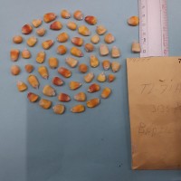 CIMMYTMA 7477 - Reference inventory.jpg