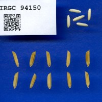 IRGC 94150 Seed Photo