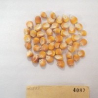 CIMMYTMA 4087 - Reference Inventory.jpg