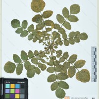CIP 760506 herbarium