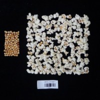 Popped and not popped comparison labeled.jpg