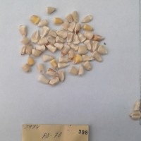 CIMMYTMA 398 - Reference Inventory.jpg