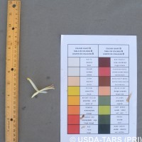 6.6.13 - Anther colour