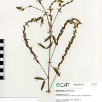 8346 herbarium