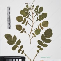 CIP 761446_OCH 12083_05.jpg