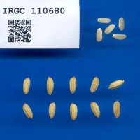 IRGC 110680 Seed Photo