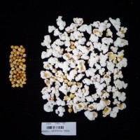 Popped and not popped comparison labeled.jpg