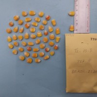 CIMMYTMA 7798 - Reference inventory.jpg