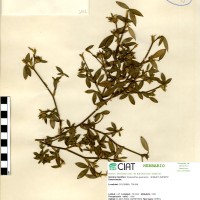 1002 herbarium