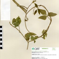 24077 herbarium
