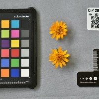 CIP 205045 (flower).jpg