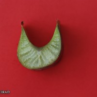 6.3.3 - Petiole canal leaf III
