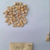 CIMMYTMA 301 - Reference Inventory.jpg