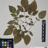 CIP 760025_OCH s.n.01_04.jpg