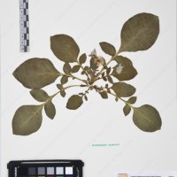 CIP 761474_OCH 13019_04.jpg