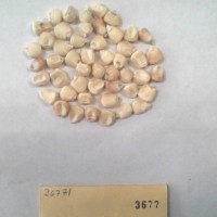 CIMMYTMA 3677 - Reference Inventory.jpg