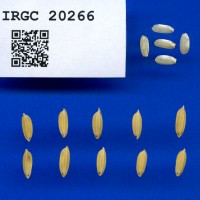 IRGC 20266 Seed Photo