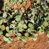 Calopogonium caeruleum 11180 pod.JPG